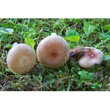 Мицелий Сыроежки невзрачной (Russula nauseosa)